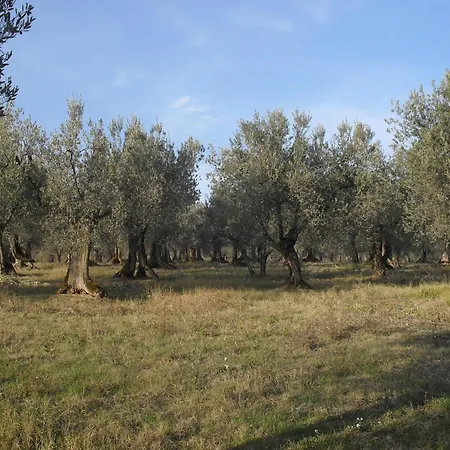 In Gualdo Near Trasimeno Gualdo Cattaneo